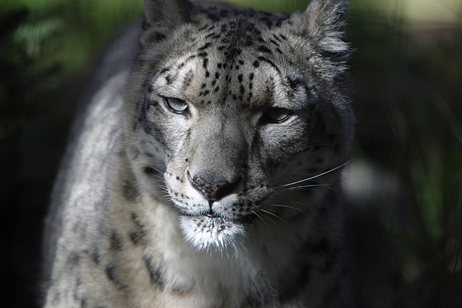 Snow Leopard