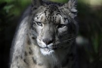 Snow Leopard