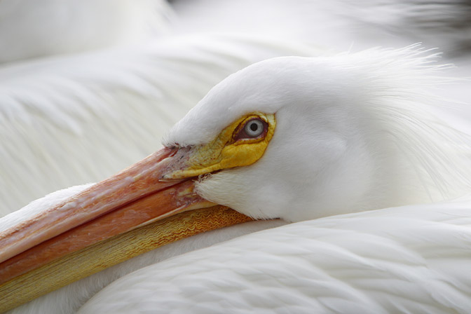 Snowy Pelican