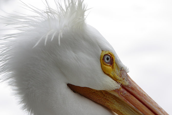 Snowy Pelican, II