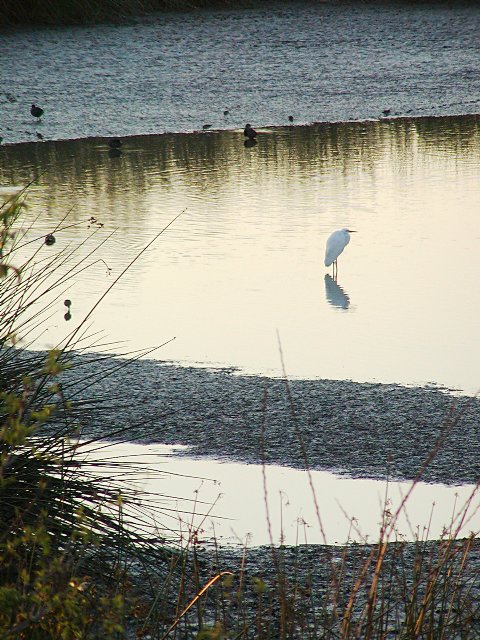 Egret