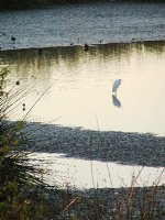 Egret