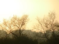 Sunset, Trees, Buildings
