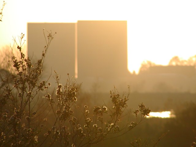 Sunset, Bushes, Buildings