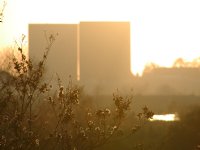 Sunset, Bushes, Buildings