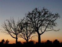 Silhouetted Trees, I