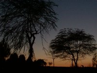 Silhouetted Trees, II