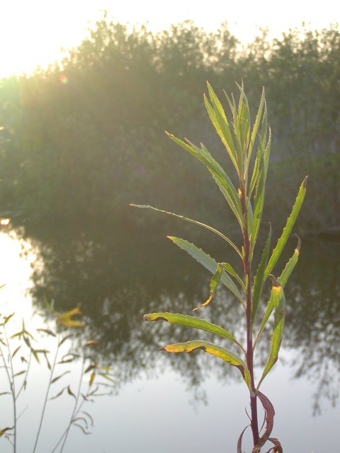 Treehill and North Loop Trails, II