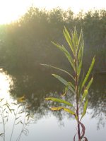 Treehill and North Loop Trails, II