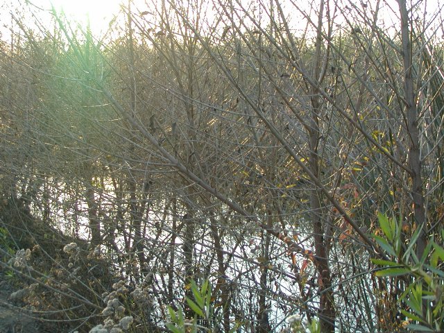 Treehill and North Loop Trails, III