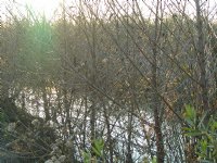 Treehill and North Loop Trails, III