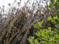 Bright water behind plants