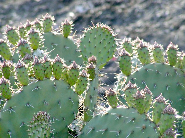 Prickly pear