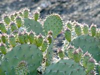 Prickly pear