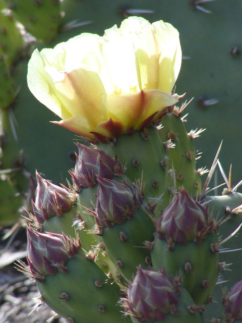 Prickly pear flower