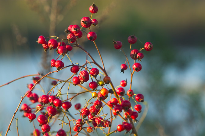 Berries
