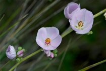 Bush Mallow