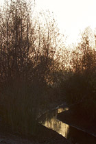 Water trees and dark