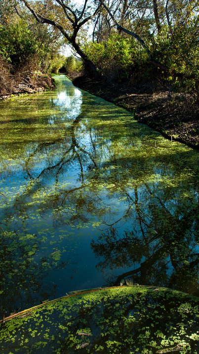 Green Stream