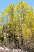 Aspens