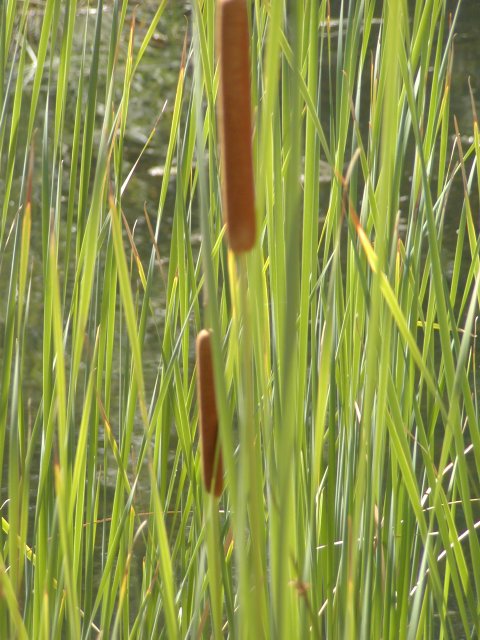 Cat-tails