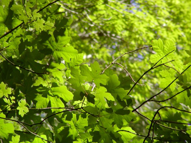 Leaves