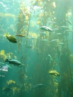 Monterey Bay Aquarium