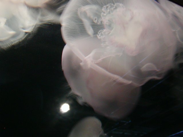 Moon Jellies
