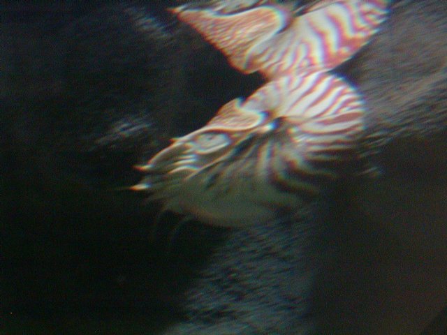 Nautilis (Reflection Effect)