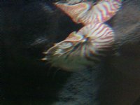 Nautilis (Reflection Effect)