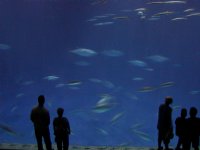 Outer Bay Tank (Motion Effect)