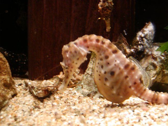 Pot-Belly Sea Horse