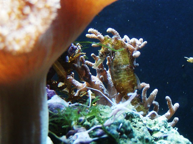 Sea Horse in Coral