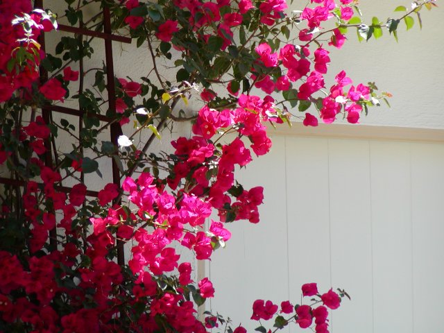 Bouganvillea