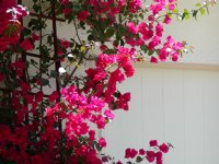 Bouganvillea