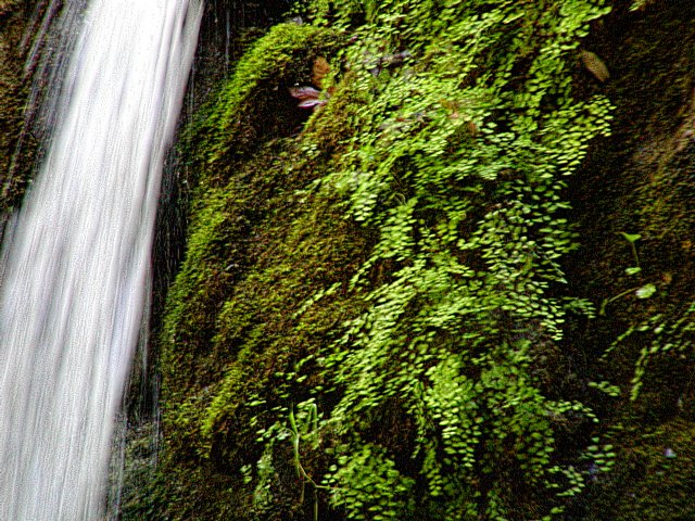 Pfeiffer Falls close-up