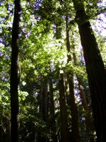 Redwoods