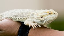 Bearded Dragon