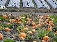 Pumpkins and strawberries