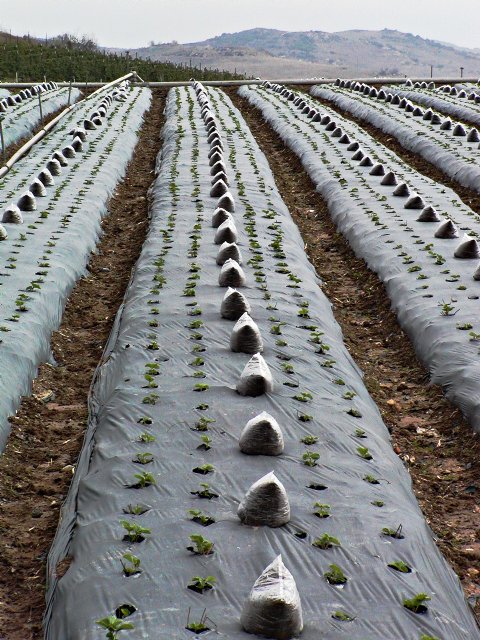 Strawberry rows