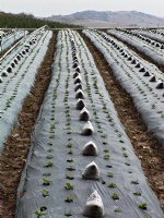 Strawberry rows