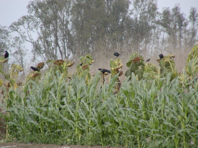 Crows and sunflowers, I