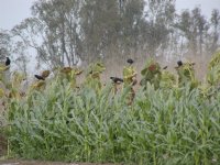 Crows and sunflowers, I