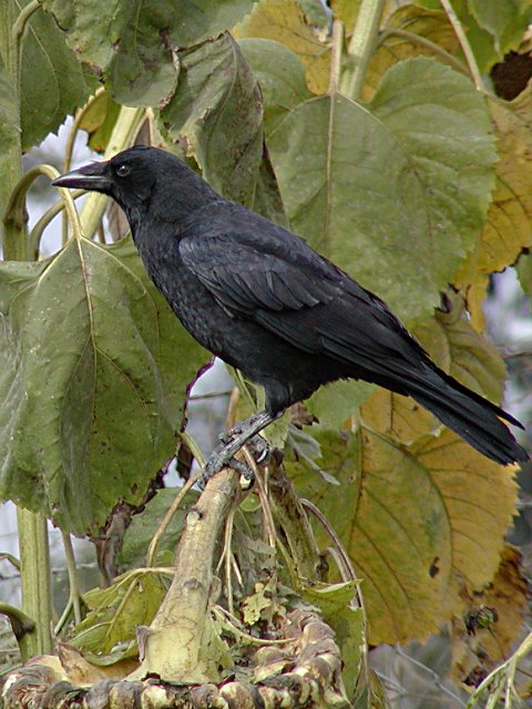 Crows and sunflowers, III