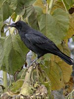 Crows and sunflowers, III