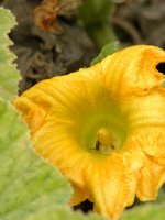Pumpkin flower