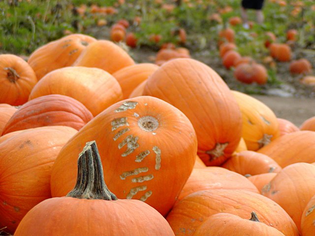 Pumpkins in a pile