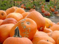 Pumpkins in a pile
