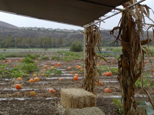 Under the shelter, I