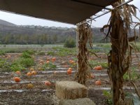 Under the shelter, I